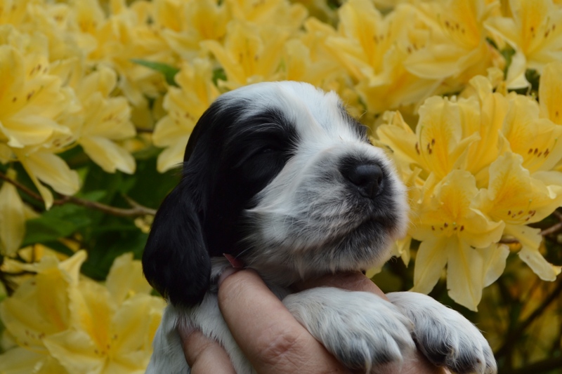 5c - pejsek vínová.JPG